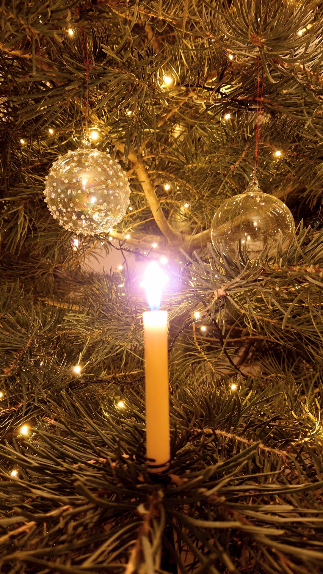 The Origin of Christmas Tree The Journey